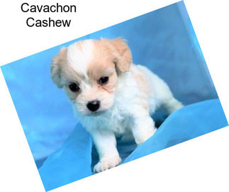 Cavachon Cashew