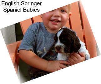 English Springer Spaniel Babies