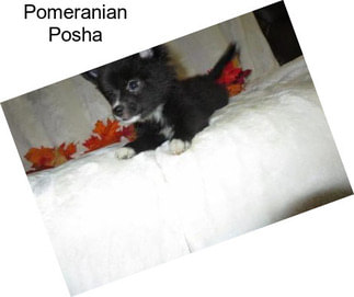 Pomeranian Posha