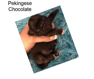 Pekingese Chocolate