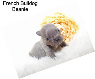 French Bulldog Beanie