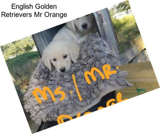 English Golden Retrievers Mr Orange