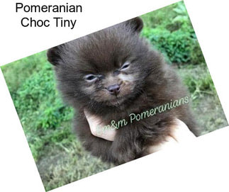 Pomeranian Choc Tiny