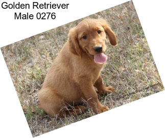 Golden Retriever Male 0276