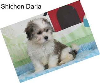 Shichon Darla