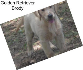 Golden Retriever Brody