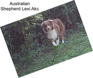 Australian Shepherd Lexi Akc