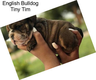 English Bulldog Tiny Tim