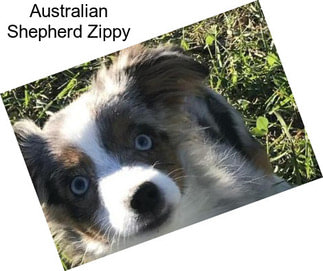 Australian Shepherd Zippy