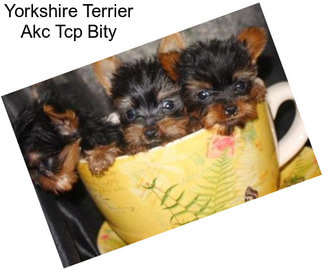 Yorkshire Terrier Akc Tcp Bity
