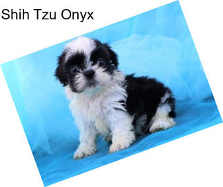 Shih Tzu Onyx