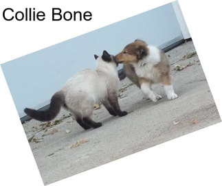 Collie Bone