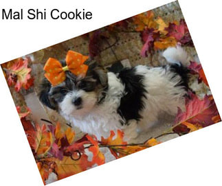 Mal Shi Cookie