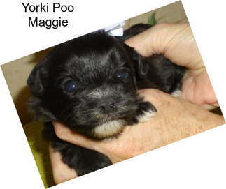 Yorki Poo Maggie