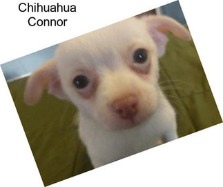 Chihuahua Connor