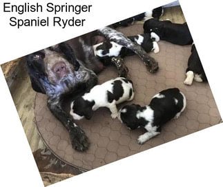 English Springer Spaniel Ryder