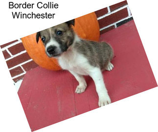 Border Collie Winchester