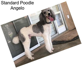 Standard Poodle Angelo