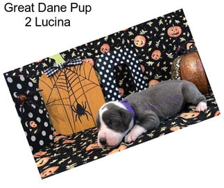 Great Dane Pup 2 Lucina