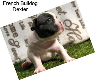 French Bulldog Dexter