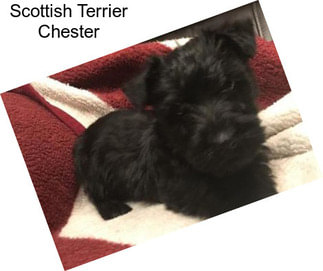 Scottish Terrier Chester