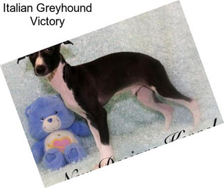 Italian Greyhound Victory