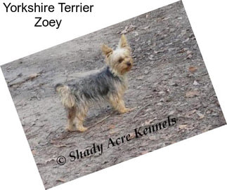 Yorkshire Terrier Zoey