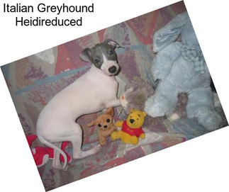 Italian Greyhound Heidireduced