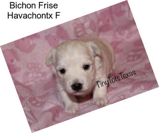 Bichon Frise Havachontx F