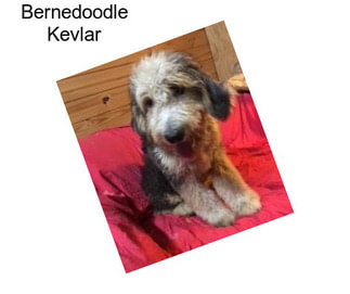 Bernedoodle Kevlar