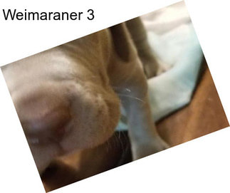 Weimaraner 3