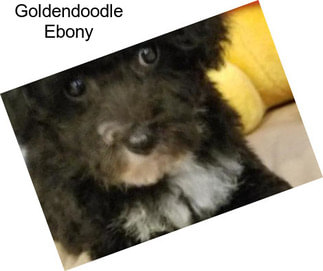 Goldendoodle Ebony