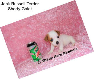 Jack Russell Terrier Shorty Gaiet