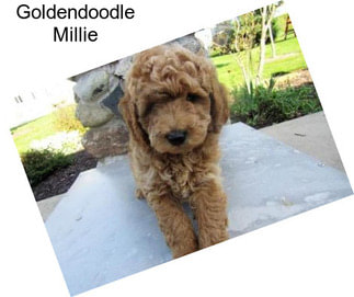 Goldendoodle Millie