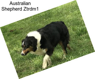 Australian Shepherd Ztrdm1