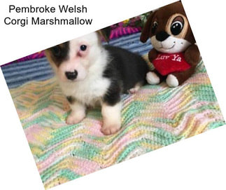 Pembroke Welsh Corgi Marshmallow