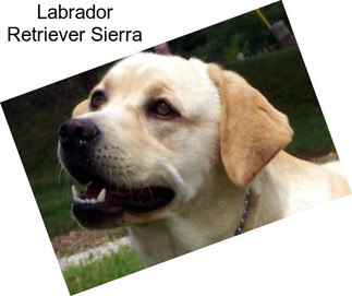 Labrador Retriever Sierra