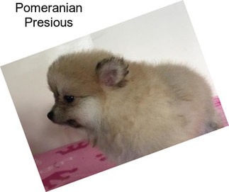 Pomeranian Presious