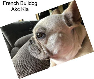 French Bulldog Akc Kia