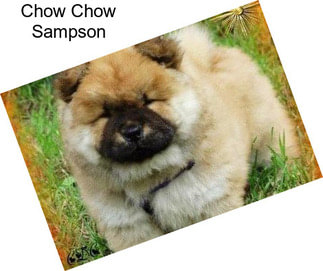 Chow Chow Sampson