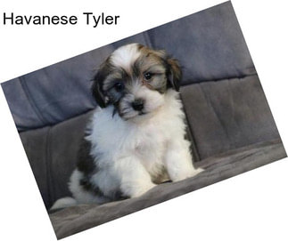 Havanese Tyler