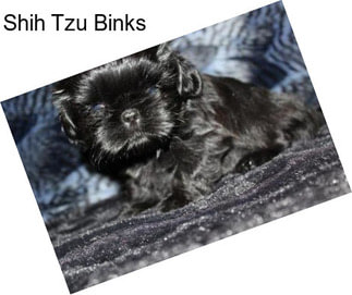 Shih Tzu Binks