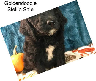 Goldendoodle Stellla Sale