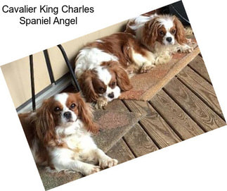 Cavalier King Charles Spaniel Angel