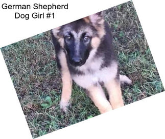 German Shepherd Dog Girl #1