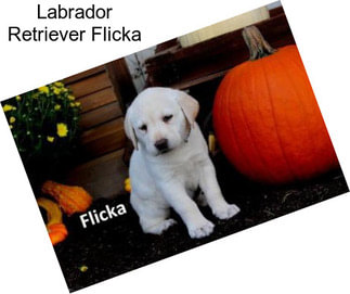 Labrador Retriever Flicka