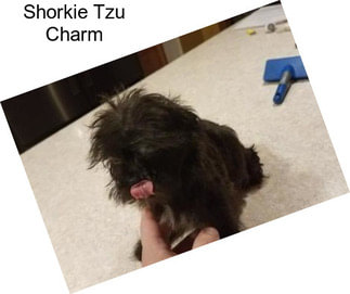 Shorkie Tzu Charm