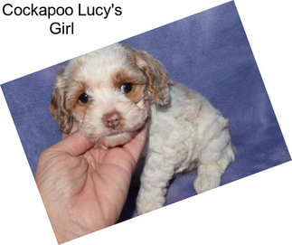 Cockapoo Lucy\'s Girl