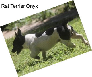 Rat Terrier Onyx