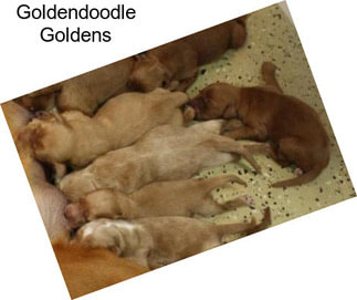 Goldendoodle Goldens